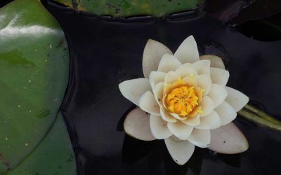 Los beneficios de ser agradecido – La importancia de la gratitud