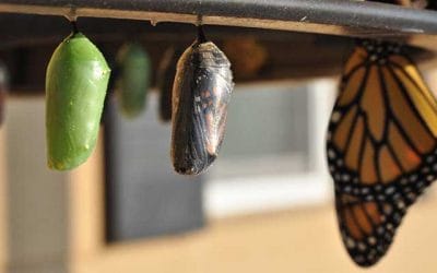 Cómo cambiar mi vida totalmente – Estrategias que te ayudarán a lograrlo