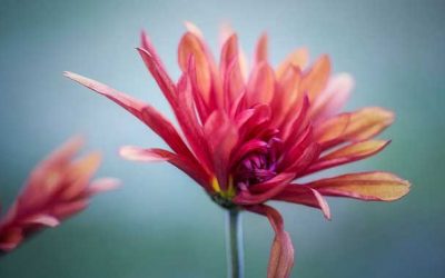 Cómo aprender a perdonar – Día 8 del reto de los 21 días