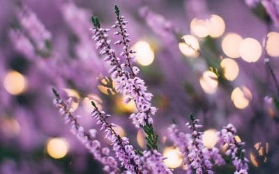 Meditación guiada de amor y compasión